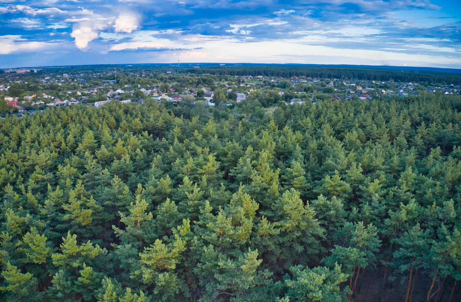Pine Forest